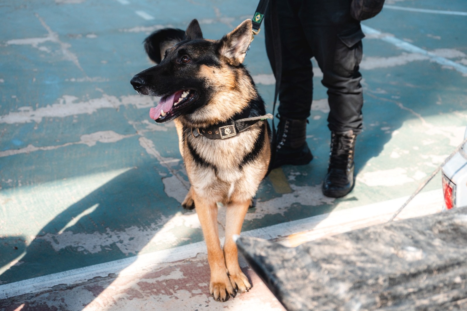Guarda Municipal de Campo Bom realiza curso de condutor de cães de polícia