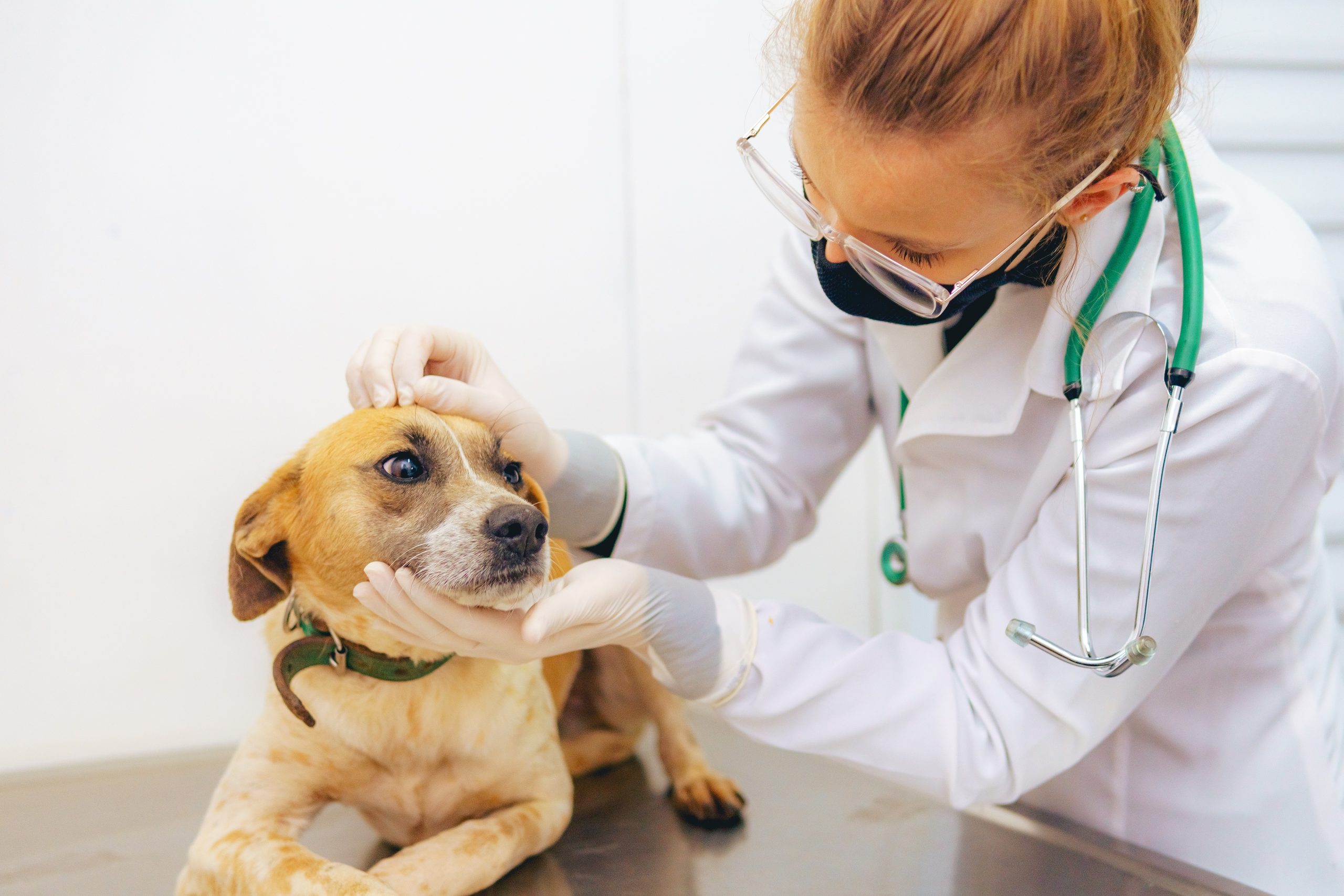 Cempra realiza mutirão veterinário e campanha do agasalho pet neste sábado (07)