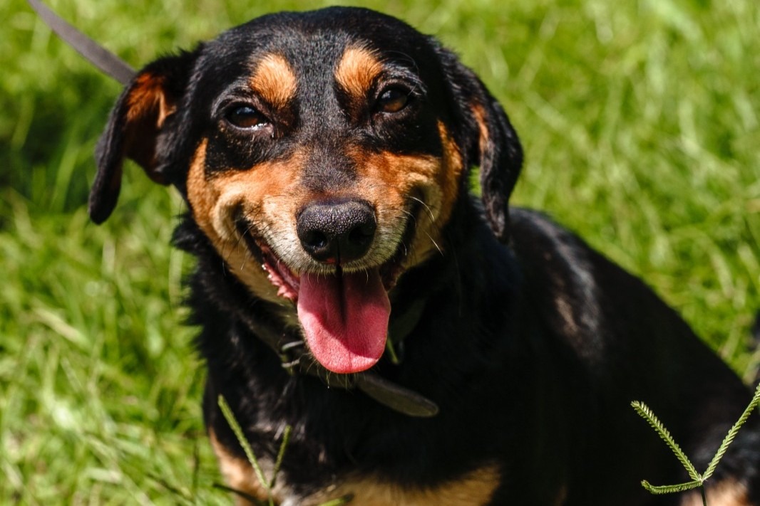 Campo Bom contemplado com R$ 200 mil para castrações e ações de bem-estar animal