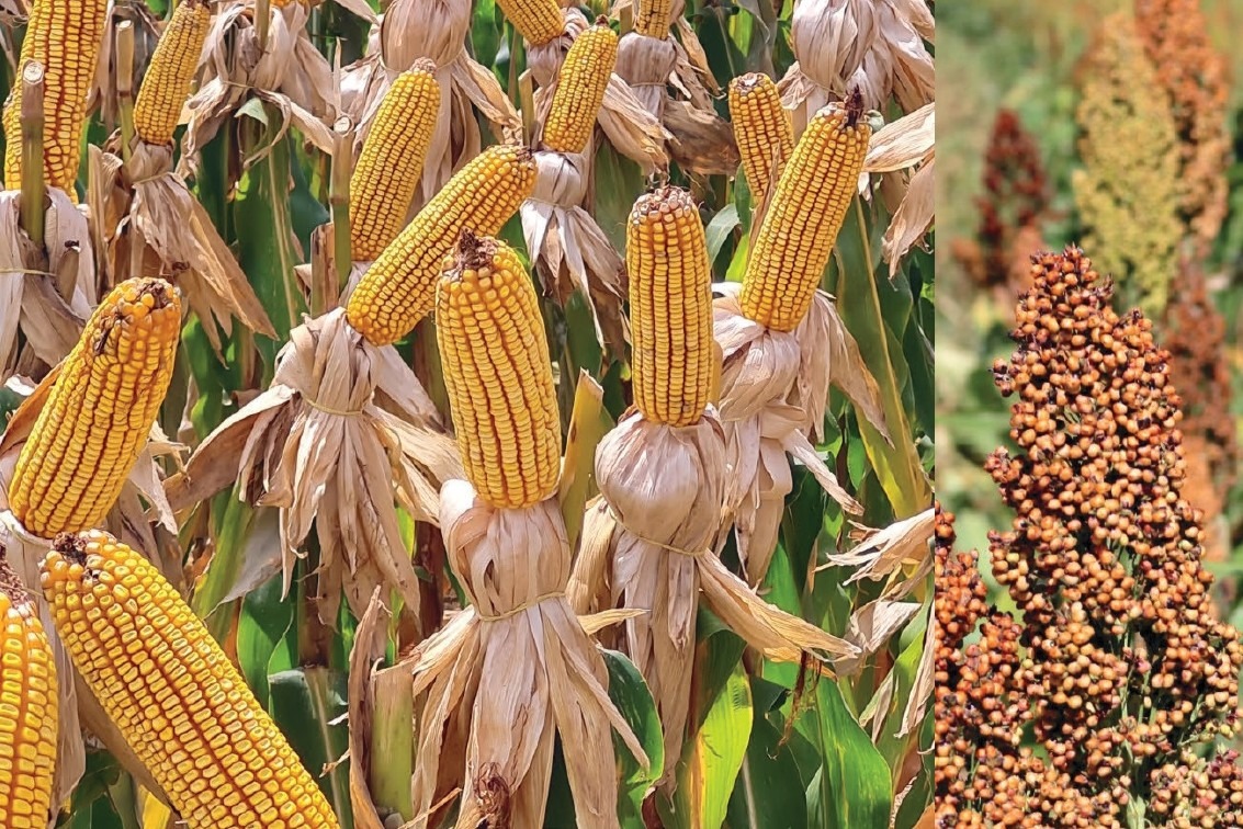 Agricultores de Campo Bom podem participar do Programa Milho 100%