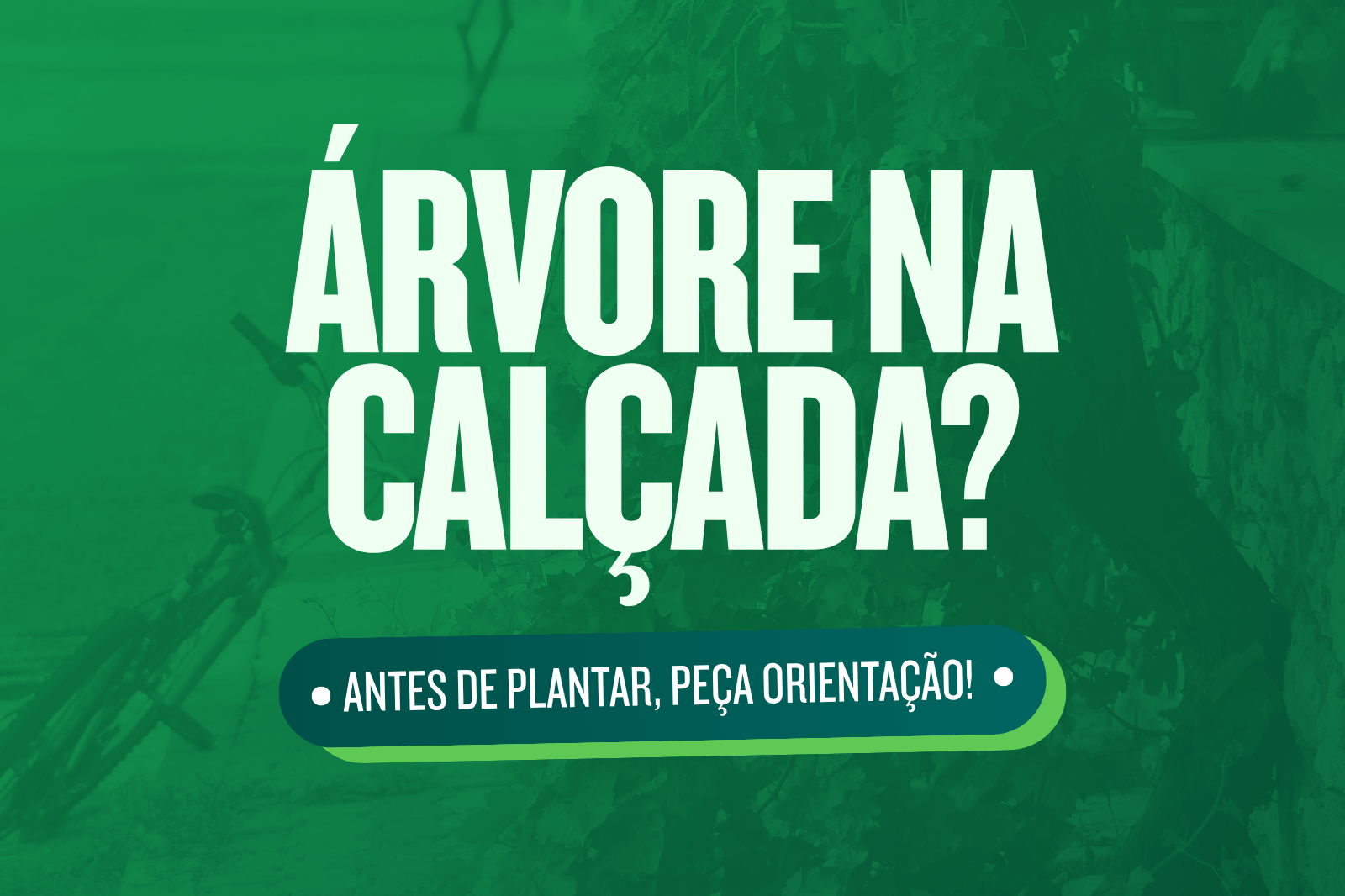Prefeitura orienta população sobre plantio de árvores nas calçadas